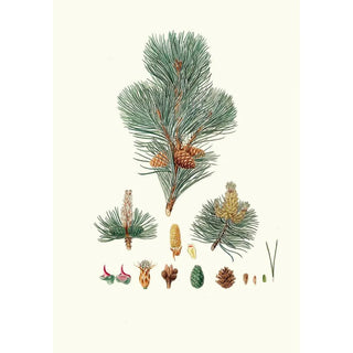 Aylmer Bourke Lambert - Pinus pumilio The mugho or Mountain pine.webp