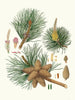 Pinus rigida - Aylmer Bourke Lambert — näkymä teoksesta