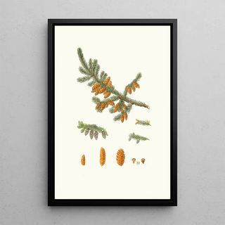 Aylmer Bourke Lambert - Pinus rubra Newfoundland red pine.webp