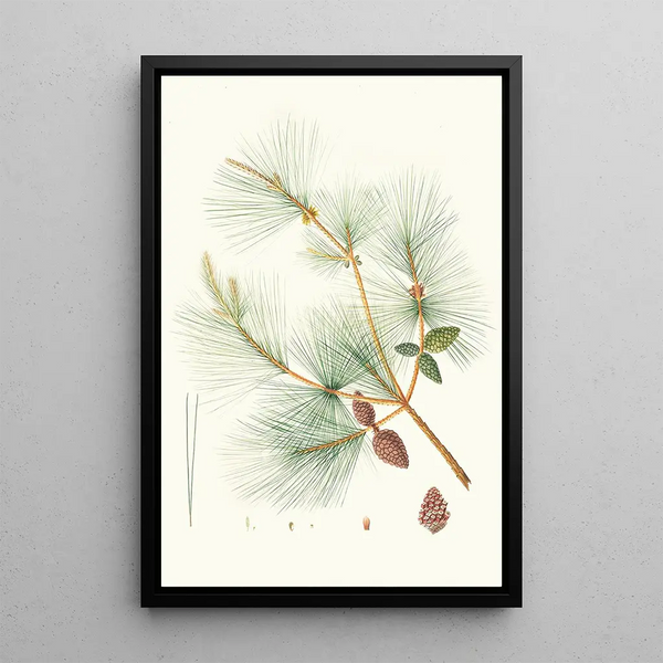 Maalauksen jäljennös Pinus sinensis -kiinalainen maalaus - Aylmer Bourke Lambert