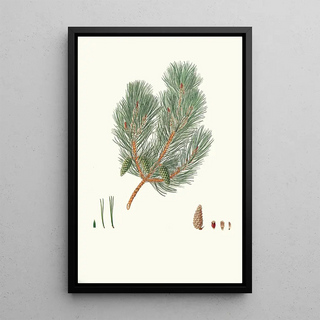 Aylmer Bourke Lambert - Pinus variablilis Variableleaved bastard pine.webp