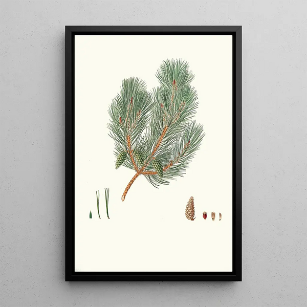 Maalauksen jäljennös Aylmer Bourke Lambertin Pinus variablilis Pin bâtard à feuilles variables