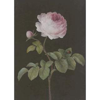 Barbara Regina Dietzsch - Rosa Rose Rosa mit einem braunen Kfer.webp