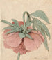 Pivoine - Barend Hendrik Thier — näkymä teoksesta