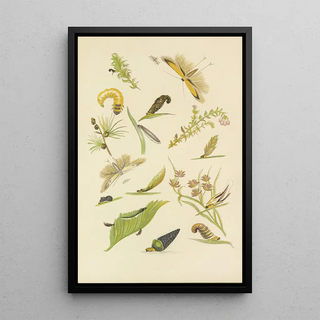 Barret And Sons - Coleophora Or TentMakers.webp