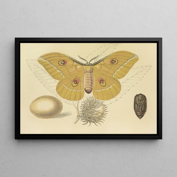 Barret And Sons - OakFeeding Silkworm Of China.webp