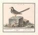 Bergeronnette grise Motacilla alba - Anselmus Botius de Boodt — näkymä teoksesta