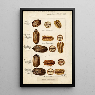 Bertha Heiges - Carya illinoinensis.webp