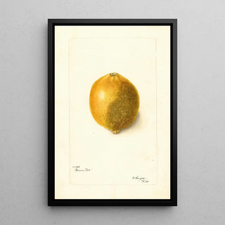 Bertha Heiges - Citrus limon.webp