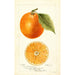 Citrus sinensis suuri St - Bertha Heiges — näkymä teoksesta