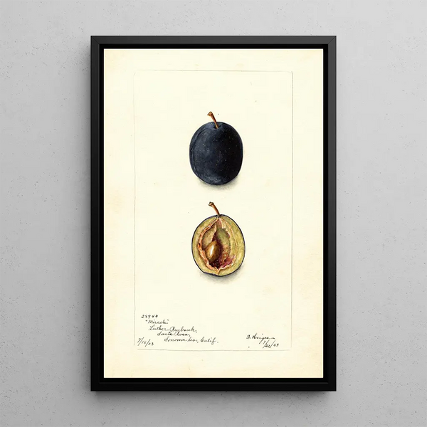 Bertha Heiges - Prunus domestica Miracle.webp