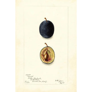 Bertha Heiges - Prunus domestica Miracle.webp
