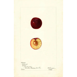 Bertha Heiges - Prunus domestica Willard.webp