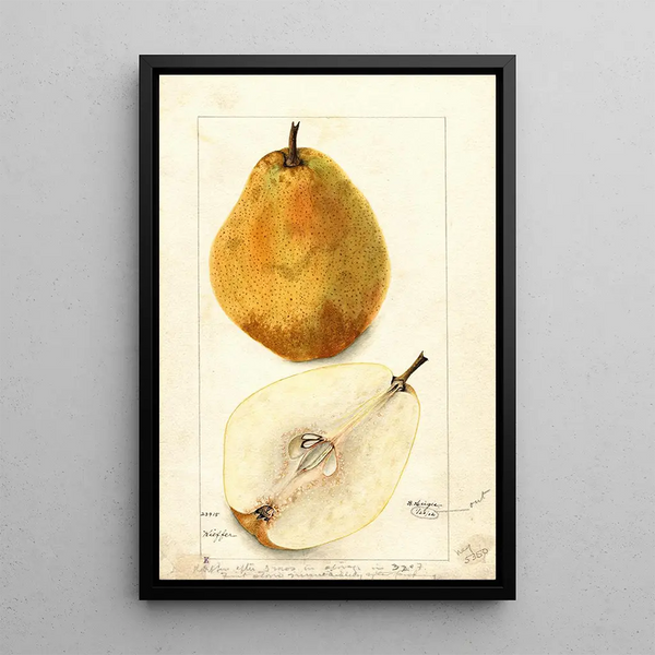 Maalauksen jäljennös Pyrus communis Kieffer - Bertha Heiges