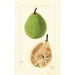 Pyrus communis Le Conte - Bertha Heiges — näkymä teoksesta