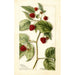 Rubus Cuthbert - Bertha Heiges — näkymä teoksesta