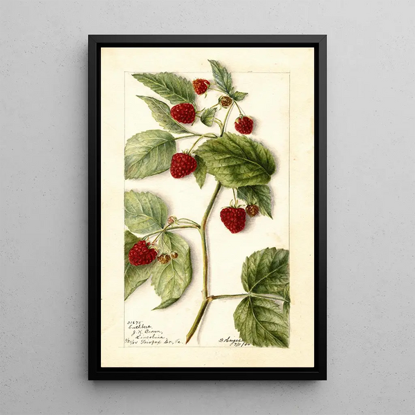 Rubus Cuthbert - Bertha Heiges — kehystetty taideteos seinällä