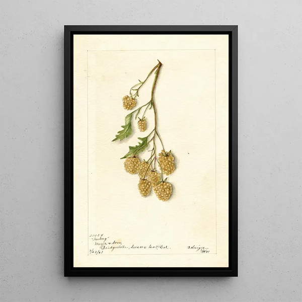 Rubus Iceberg - Bertha Heiges — kehystetty taideteos seinällä
