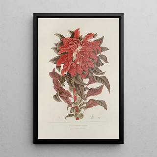 Berthe Hoola van Nooten - Fleurs fruits et feuillages choisis de lille de Java Pl13.webp