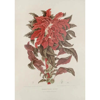 Berthe Hoola van Nooten - Fleurs fruits et feuillages choisis de lille de Java Pl13.webp