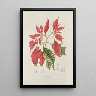 Berthe Hoola van Nooten - Fleurs fruits et feuillages choisis de lille de Java Pl17.webp