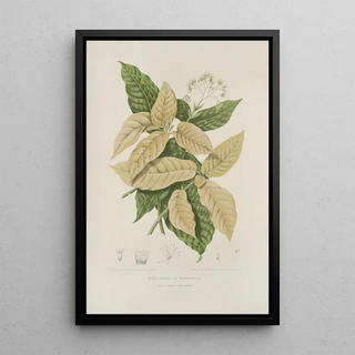 Berthe Hoola van Nooten - Fleurs fruits et feuillages choisis de lille de Java Pl21.webp