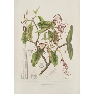 Berthe Hoola van Nooten - Fleurs fruits et feuillages choisis de lille de Java Pl25.webp