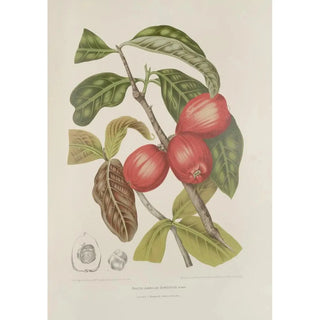 Berthe Hoola van Nooten - Fleurs fruits et feuillages choisis de lille de Java Pl30.webp