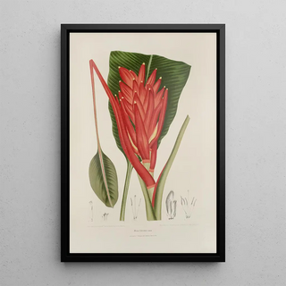 Berthe Hoola van Nooten - Fleurs fruits et feuillages choisis de lille de Java Pl33.webp