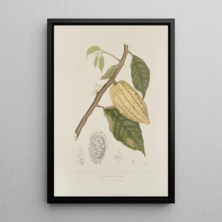 Berthe Hoola van Nooten - Fleurs fruits et feuillages choisis de lille de Java Pl35.webp