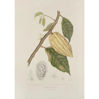 Berthe Hoola van Nooten - Fleurs fruits et feuillages choisis de lille de Java Pl35.webp