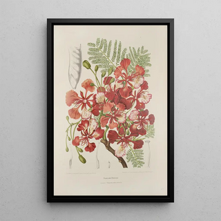 Berthe Hoola van Nooten - Fleurs fruits et feuillages choisis de lille de Java Pl37.webp