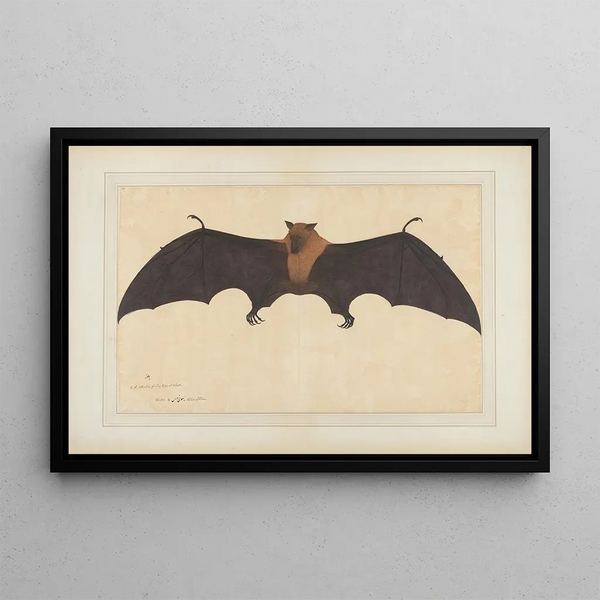 Bhawani Das - A Great Indian Fruit Bat or Flying Fox Pteropus giganteus.webp