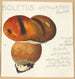 Boletus ustulatus Paulet 3 - Hans Walty — näkymä teoksesta