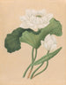 Lotus des Indes orientales Nelumbo nucifera - École britannique du 19ème siècle — näkymä teoksesta