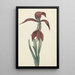 Maalauksen jäljennös Amaryllis Formosissima - CJ Kruimel