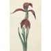 Maalauksen jäljennös Amaryllis Formosissima - CJ Kruimel