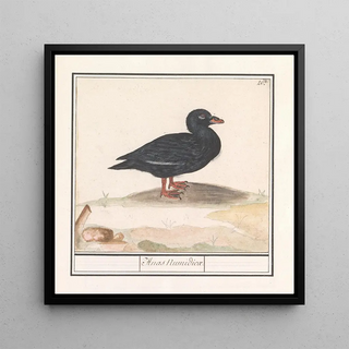 Canard noir Melanitta nigra - Anselmus Botius de Boodt