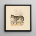 Canis Lupus ou Loup gris - Samuel Howitt — kehystetty taideteos seinällä