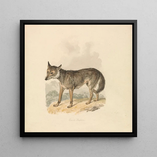 Canis Lupus ou Loup gris - Samuel Howitt