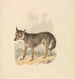 Canis Lupus ou Loup gris - Samuel Howitt — näkymä teoksesta
