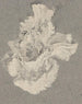 Azalée - Carel Adolph Lion Cachet — näkymä teoksesta