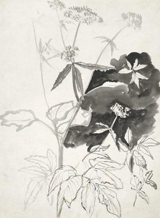 Carel Adolph Lion Cachet - Plantenstudie.webp