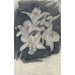 Lys blancs - Carel Adolph Lion Cachet — näkymä teoksesta