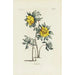 Aconit-maalaus - Carington Bowles — näkymä teoksesta