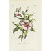 Althaea frutex - Carington Bowles — näkymä teoksesta