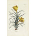 Maalauksen jäljennös Crocus-maalaus - Carington Bowles