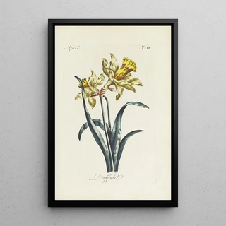 Carington Bowles - Daffodil.webp