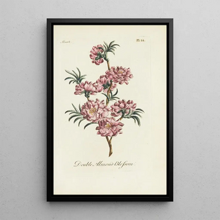 Carington Bowles - Double almond blossom.webp