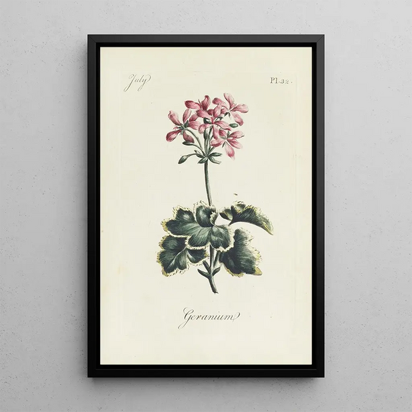 Carington Bowles - Geranium.webp